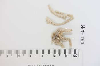 Media type: image;   Invertebrate Zoology CRI-611 Description: Preserved specimen.;